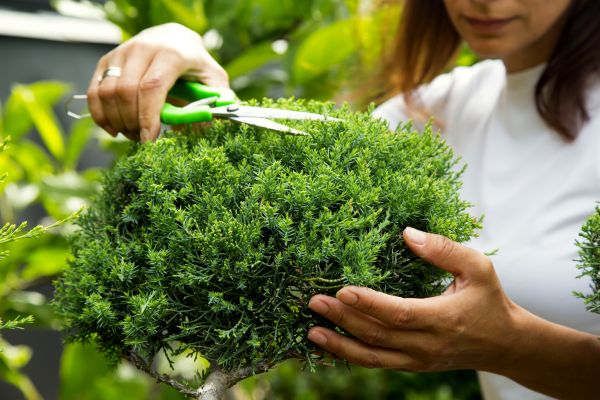 Juniper Shrub Pruning in Denver