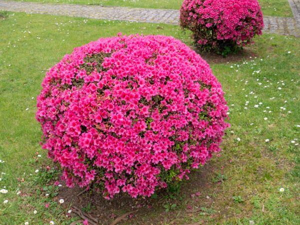 Rhododendron Pruning in Denver