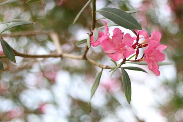 Oleander Removal in Denver