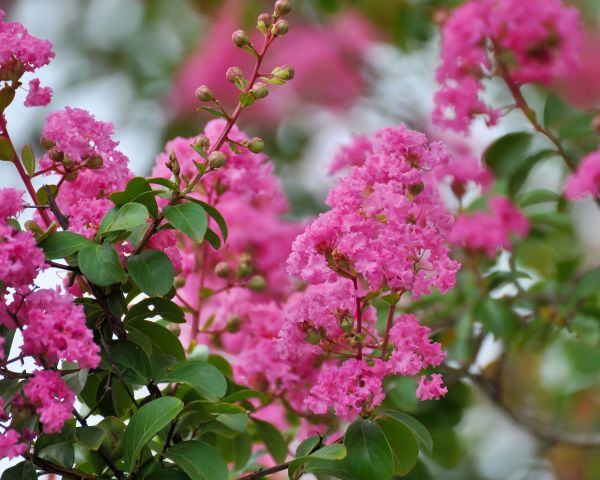 Crepe Myrtle Removal in Denver