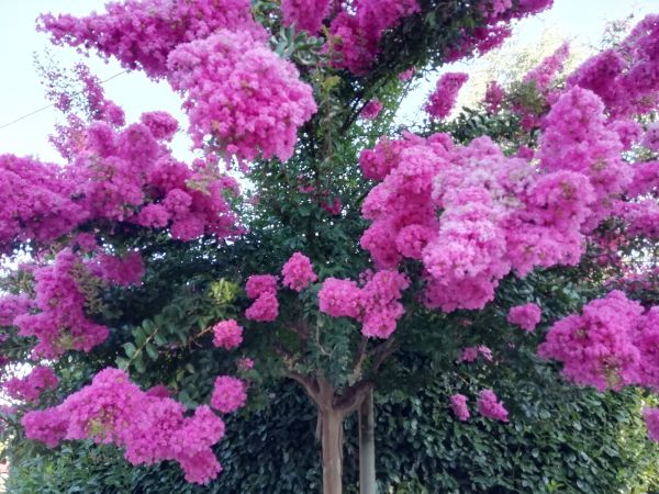 Crape Myrtle Pruning in Denver