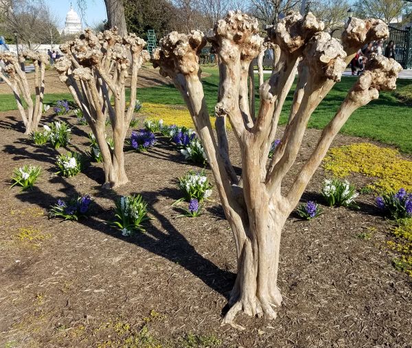 Myrtle Tree Removal in Denver