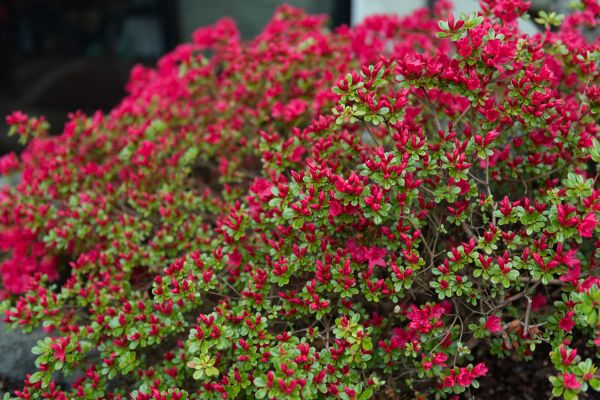 Weigela Removal Service in Denver