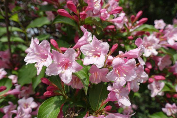 Weigela Pruning Service in Denver