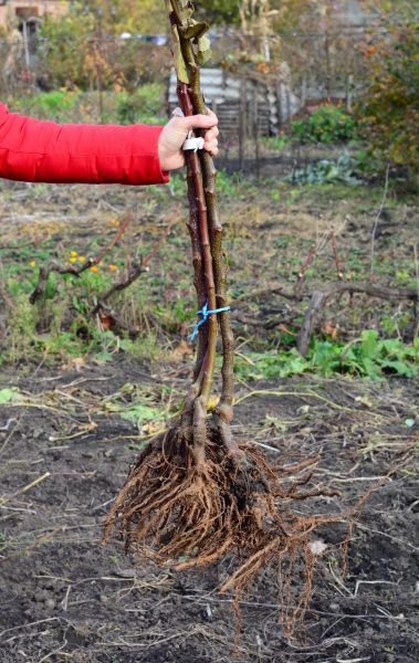 Shrub Root Removal in Denver