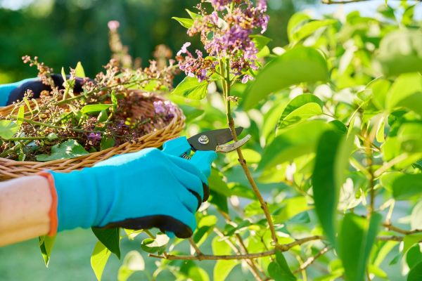Lilac Trimming Service in Denver