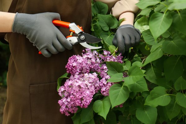 Lilac Pruning Service in Denver