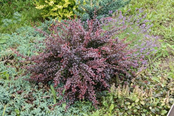 Japanese Barberry Removal in Denver
