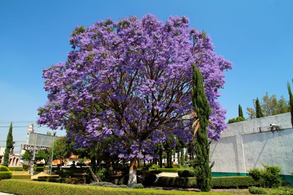 Jacaranda Pruning in Denver