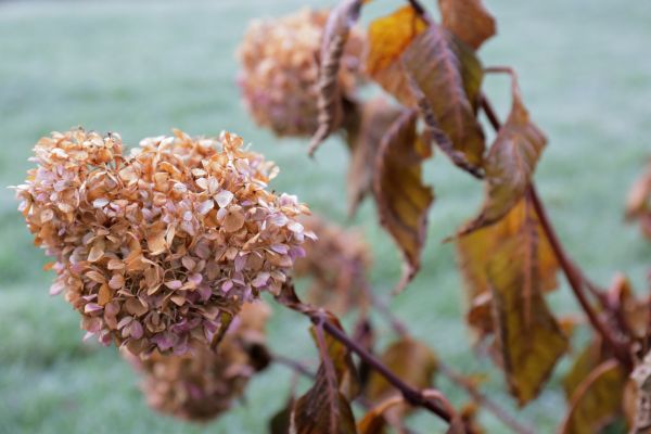 Hydrangea Removal in Denver