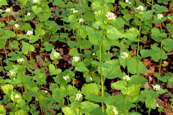 Garlic Mustard Removal in Denver