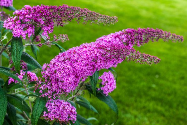 Butterfly Bush Removal in Denver