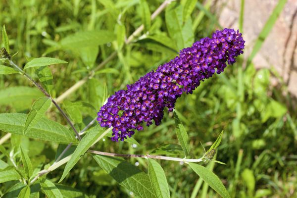 Butterfly Bush Pruning in Denver
