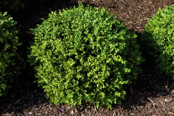 Boxwood Removal in Denver