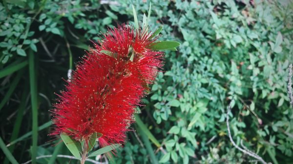 Bottlebrush Pruning in Denver