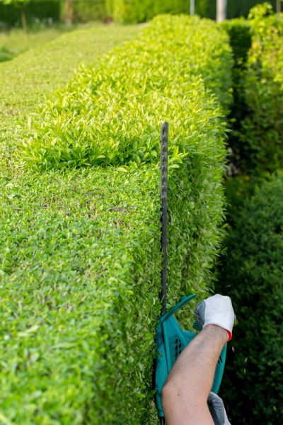 Hedge Trimming in Denver